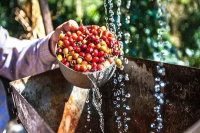 What's the Difference Between Wet Hulling and Washed Methods? Flavor Characteristics of Indonesian Coffee Beans Processed with Wet Hulling