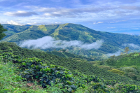 Flavor and Taste Characteristics of Colombian Huila Coffee Beans How to Enjoy Washed Dark Roast Huila Coffee