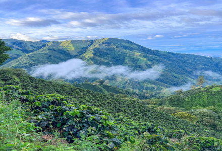 Flavor and Taste Characteristics of Colombian Huila Coffee Beans How to Enjoy Washed Dark Roast Huila Coffee