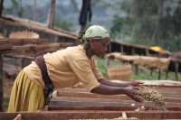 Yirgacheffe Coffee Bean Grading Standards, Variety Characteristics, Flavor Description, Growing Regions, and Pour-Over Coffee Taste Profile