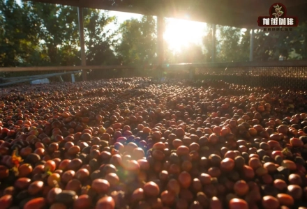 The Differences Between Natural, Washed, and Honey Processing - What Are the Coffee Processing Methods? What's the Difference Between Pulped Natural and Semi-Washed Processing?