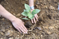 Yunnan Geisha Coffee: Flavor Profile, Processing Methods, Variety Characteristics, Cultivation History and Origins