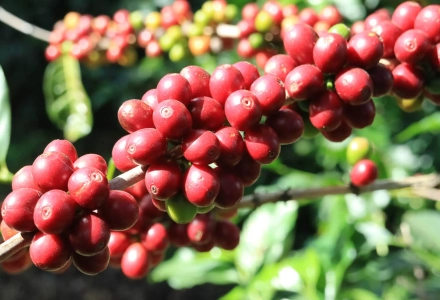 Bourbon Coffee Bean Varieties: Origin Countries, Spread History, and Flavor Profile
