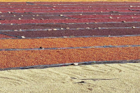 Why is Honey Processing Common in Costa Rica? How Many Types Are There?