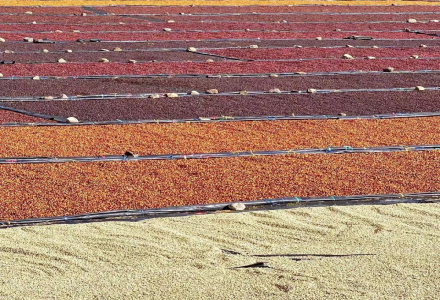 Why is Honey Processing Common in Costa Rica? How Many Types Are There?