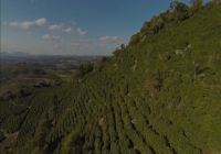 An Introduction to Brazilian Coffee Grading System: Why is NY2 the Highest Grade?