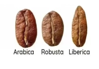 What's the Difference Between Arabica and Robusta Coffee Beans? Why Are Robusta Beans Less Popular? What Are the Differences in Growing Altitude and Yield?