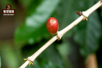 The Spread of Coffee in China: A History of Yunnan Coffee Cultivation and Flavor Characteristics