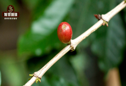 The Spread of Coffee in China: A History of Yunnan Coffee Cultivation and Flavor Characteristics