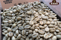 Which Coffee is referred to as Queen of Flowers 6.0 - Introduction to Queen of Flowers Coffee Bean Origin, Variety, Flavor, and Taste Characteristics