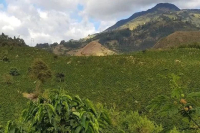 What are the characteristics of the Narino coffee region in Colombia? What famous estates are there?