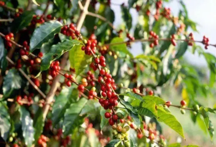 Ethiopian Coffee Regions, Guji Zone, the History of Guji Coffee, and Introduction to Guji Coffee 7.0