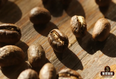 What is Peaberry Coffee? What's the difference between Peaberries and regular coffee beans? Do coffee beans have male/female classification? Why are PB grade beans more expensive?