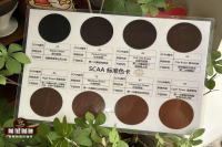 Coffee Bean Roast Level Comparison Chart Visual Tutorial Classification Differences Which is Better Medium or Dark Roast Coffee Beans