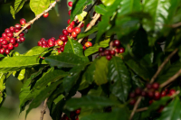 Geisha Origin and Historical Story: Geisha Coffee from Gesha Mountain, Western Ethiopia Coffee Region