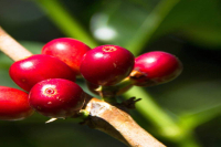 What is Robusta Coffee? What's the Difference Between Arabica and Robusta Coffee?