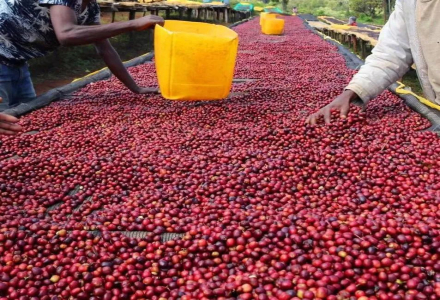 Introduction to Yirgacheffe Kochere Washed Coffee Beans from Ethiopia's Coffee Regions