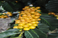 Brazilian Coffee Brands and Arabica Beans: Flavor Profile Guide