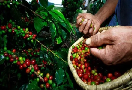 Indonesian Coffee Beans | Introduction to Sumatra PWN Golden Mandheling