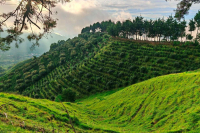 Why is Costa Rica's Tarrazú Region So Famous?