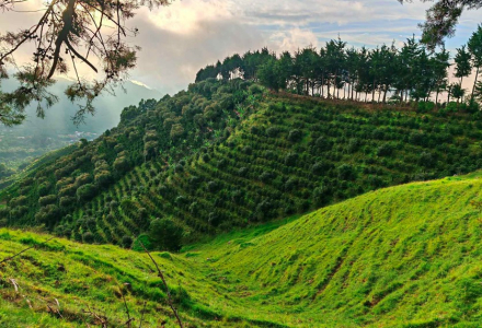 Why is Costa Rica's Tarrazú Region So Famous?