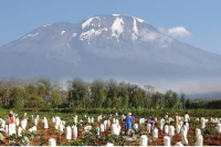 Tanzanian Coffee Development, Coffee Varieties, SL28, Geisha Varieties, Kilimanjaro Coffee Introduction