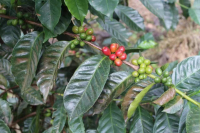What Variety Does Geisha Coffee Belong To? Differences Between Ethiopian Native Geisha Variety from Coffee Gene Bank and Panamanian Geisha Flavor Profile