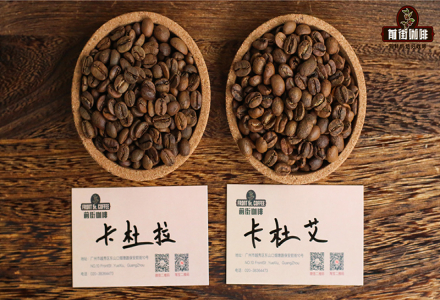 What's the difference between Caturra and Catuai coffee? Is Caturra an Arabica variety? What are the characteristics of Catuai coffee?