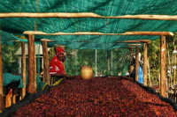 Yirgacheffe Washed vs Natural Process Coffee Beans: Flavor Profile Differences