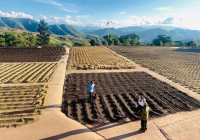 Why is Yunnan the Coffee Capital of China? What is the Quality and Flavor of Yunnan Small-Bean Coffee?