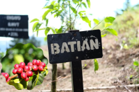 Kenyan Coffee Varieties: History, Flavor, and Characteristics of SL28, SL34, and Ruiru 11 Coffee Beans