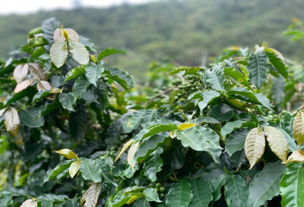 Are Arabica Coffee Beans Suitable for Making Espresso, Americano, Latte, and Cold Brew?