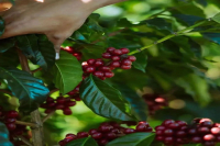 What are the flavor characteristics of Colombia's Pink Bourbon? Could Pink Bourbon actually not be Bourbon?