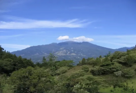 Panama | Introduction to Geisha Coffee Beans from Boquete Coffee Region