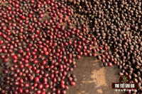 What are the representatives of Yunnan single origin? What are the flavor characteristics of the small bean Catimor variety?
