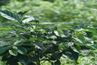 How did Panama Eleta Coffee come about? How are Panama coffee beans classified?