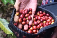 Indonesian Coffee Brand - PWN Pwani Coffee Company Introduction: How to Recognize PWN Golden Mandheling?