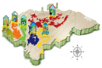 Introduction to Honduras Sherry Coffee Beans: Flavor Profile, Taste, and Brewing Parameters