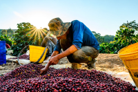 What variety is Caturra coffee bean? Introduction to pour-over flavor characteristics of Caturra coffee beans