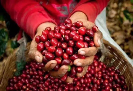 Flavor Characteristics and Differences of the Three Main Coffee Varieties - Major Producing Countries Introduction