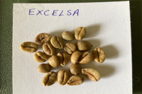 What is the Liberica Excelsa Coffee Variety? Flavor and Taste Characteristics of Large Bean Coffee