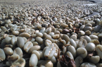 Detailed Introduction to Wet-Hulled Processing: Origin Story and Characteristics