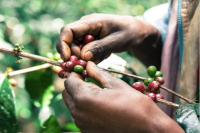 Is SOE Usually Sour? What Does It Mean? Is It Single-Origin Coffee, and What's the Difference from Espresso Blends?