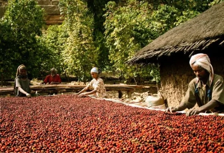 Ethiopian Coffee Beans | Introduction to Yirgacheffe Gedeb Cooperative Coffee Beans