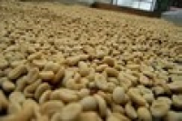 Introduction to Honduras Specialty Coffee: Exquisite Flavor Profiles and Honduras Coffee Bean Prices