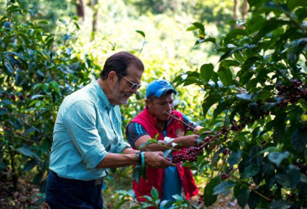 Panama Aurora Estate Ironman Geisha Three-Pour Hand Brew Tutorial | Hand Brew Geisha Coffee Techniques