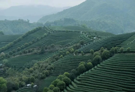 Sipping Coffee While Watching Tea Harvesting: Camping Coffee Business Booming by Tea Gardens!
