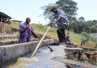 Kenya | Introduction to the Kirinyaga Coffee Region