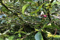 An Introduction to Ethiopia's Yirgacheffe Region, Kochere Sub-Region, and Gedeb Cooperative Coffee