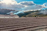 What are the characteristics of Brazilian pulped natural processing?